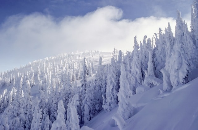 Snow-covered pine trees on Steamboat mountain